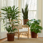  Houseplant Trio