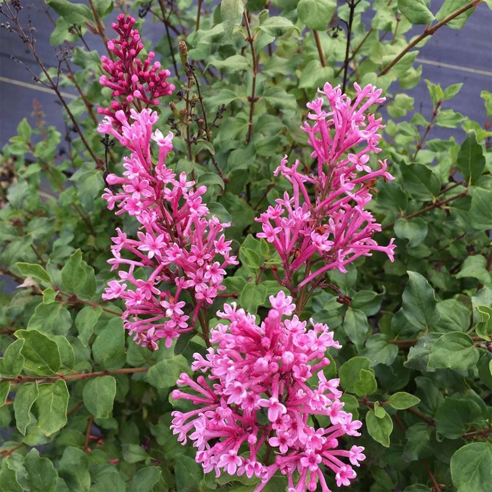 Syringa Bloomerang® Dwarf Pink