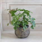  Silver Dollar Fern