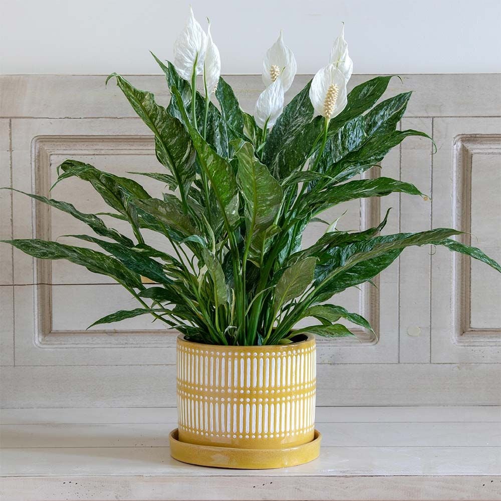 Peace Lily 'Domino'