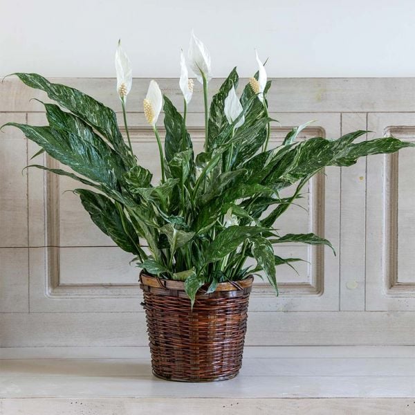 Peace Lily 'Domino'