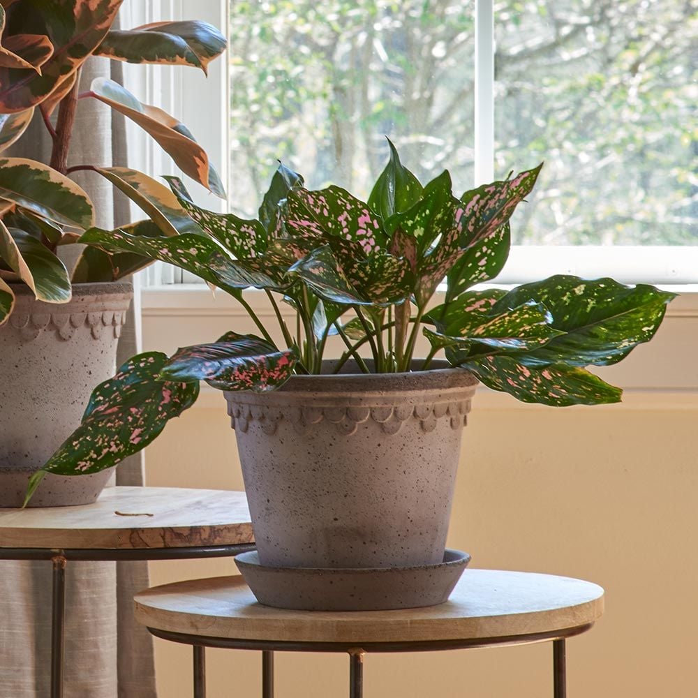 Chinese Evergreen 'Pink Dalmatian'