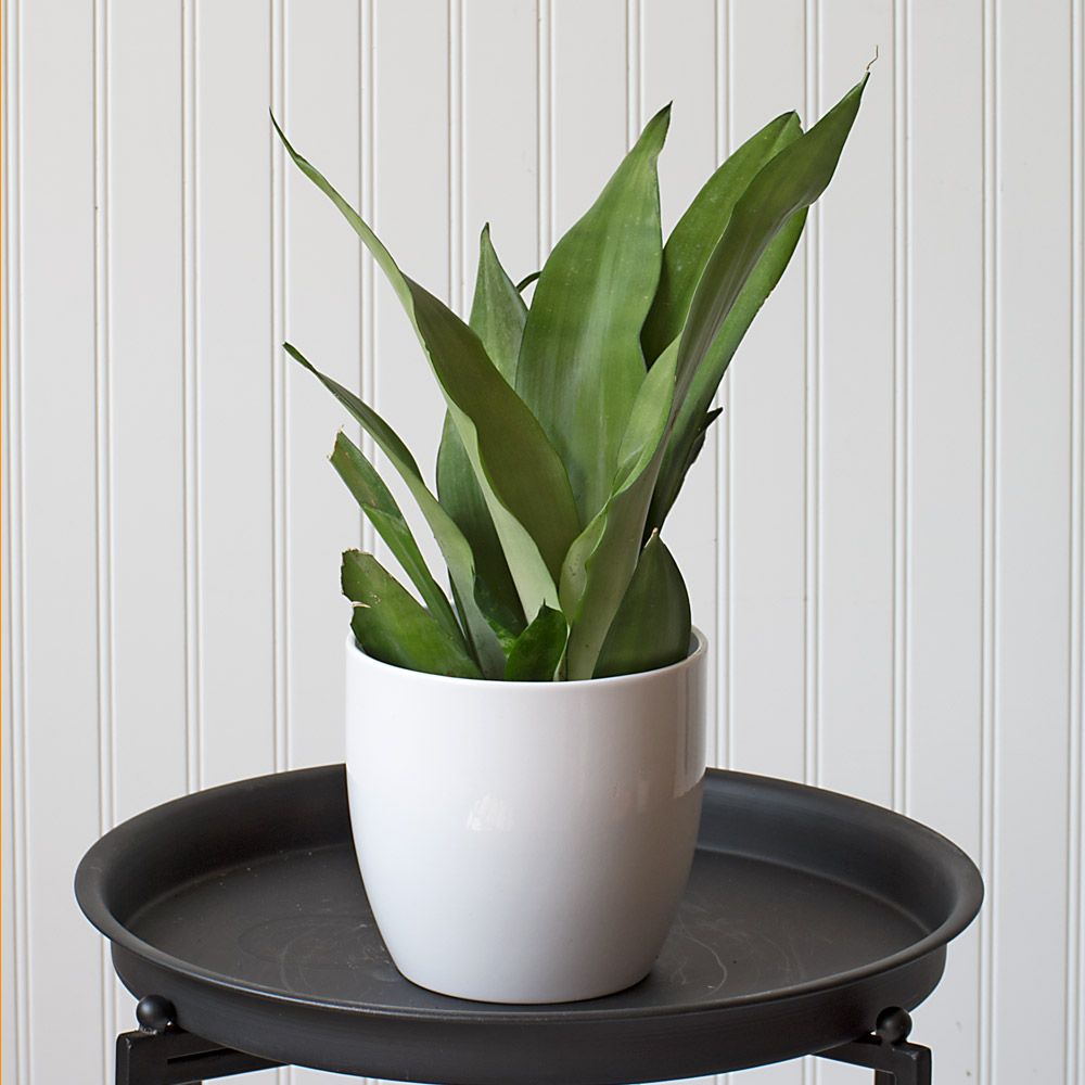 Snake Plant 'Moonshine'