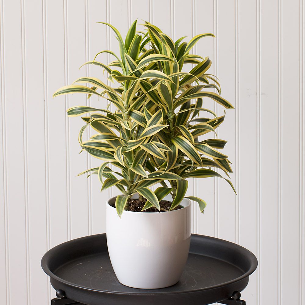 Dracaena 