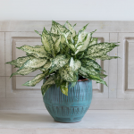  Chinese Evergreen 'Spring Snow'