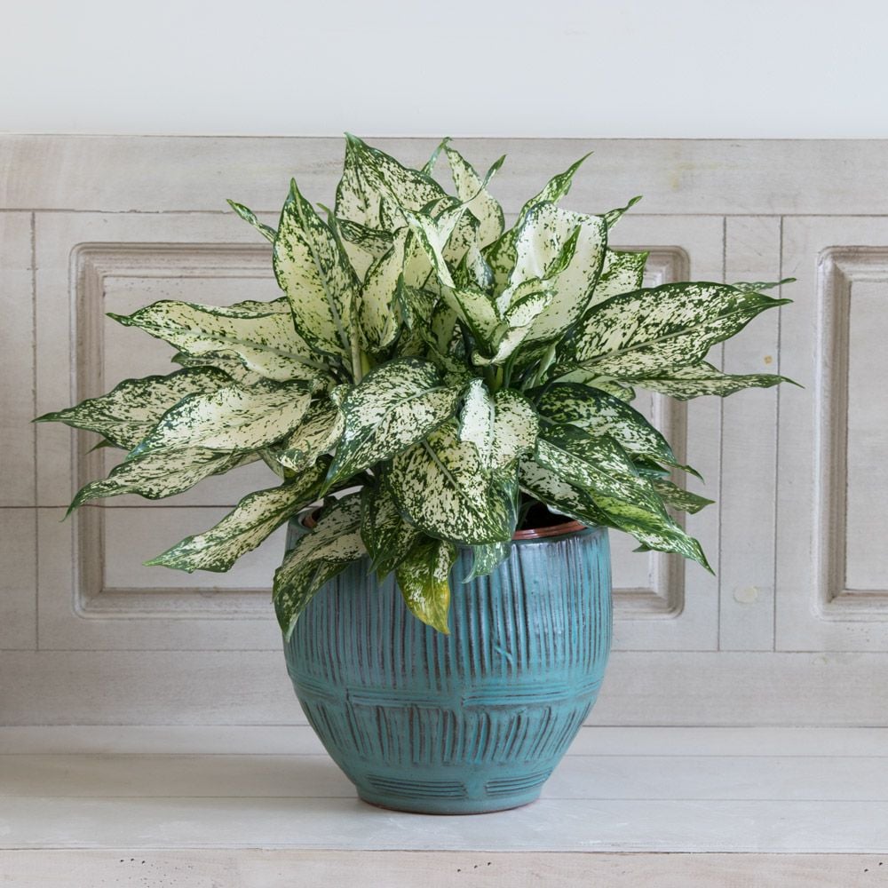 Chinese Evergreen 'Spring Snow'