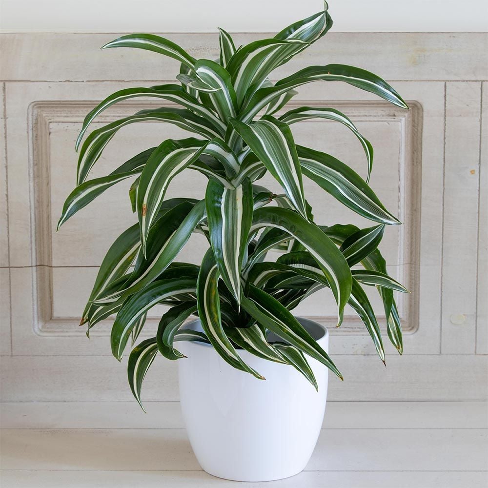 Dracaena 'Jade Jewel'