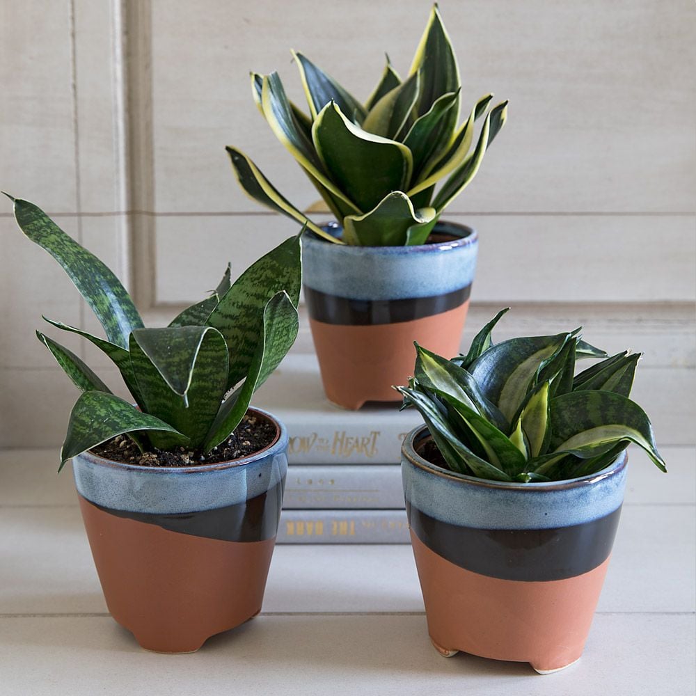 Bird�s Nest Snake Plant Trio in Surf City cachepots