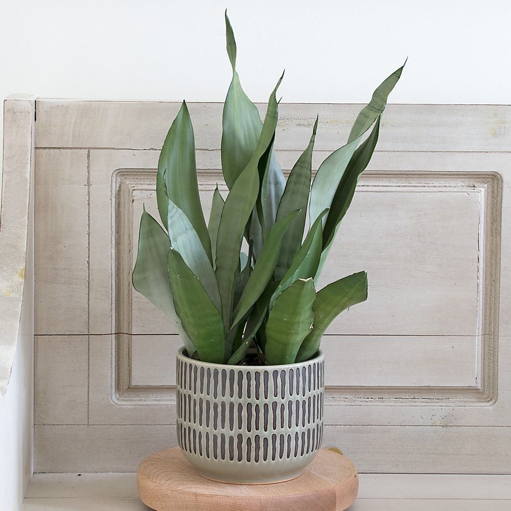 snake plant 'moonshine' | white flower farm