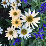  Echinacea purpurea 'Mellow Yellows'