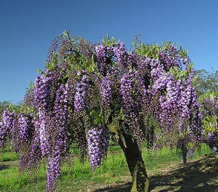 Wisteria floribunda Black Dragon Tree Form