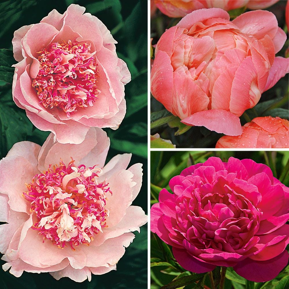 AwardWinning Peony Trio White Flower Farm