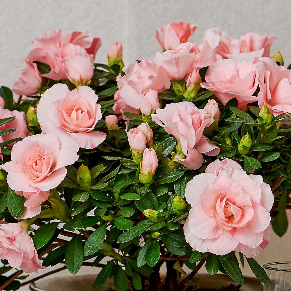 Azalea Rozalea® in SilverToned Urn White Flower Farm