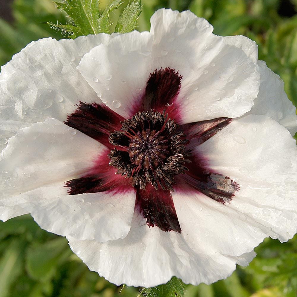 Papaver orientale 'Snow Goose'