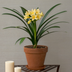  Clivia Sir John Thouron in terra-cotta pot