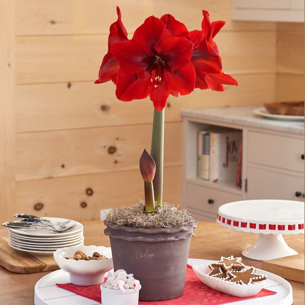 Amaryllis 'Red Cream'