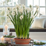  Paperwhite 'Ziva' Kit with Whichford Garden Border Bowl and saucer