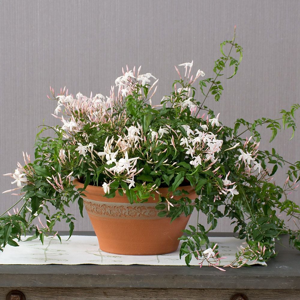 Jasmine in Whichford Garden Border Pot and saucer