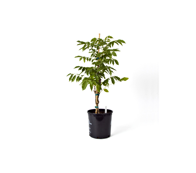 Wisteria floribunda Lavender Falls White Flower Farm