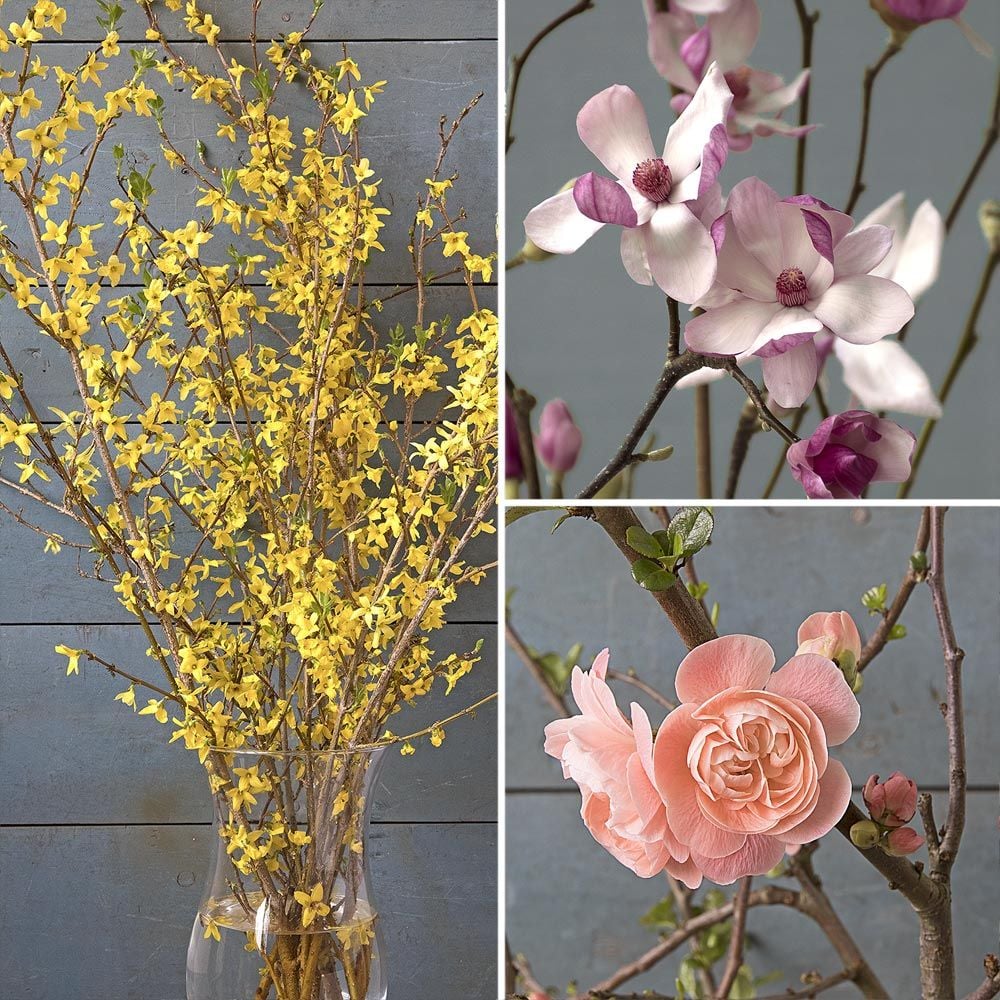 Three Months of Flowering Branches, February-April