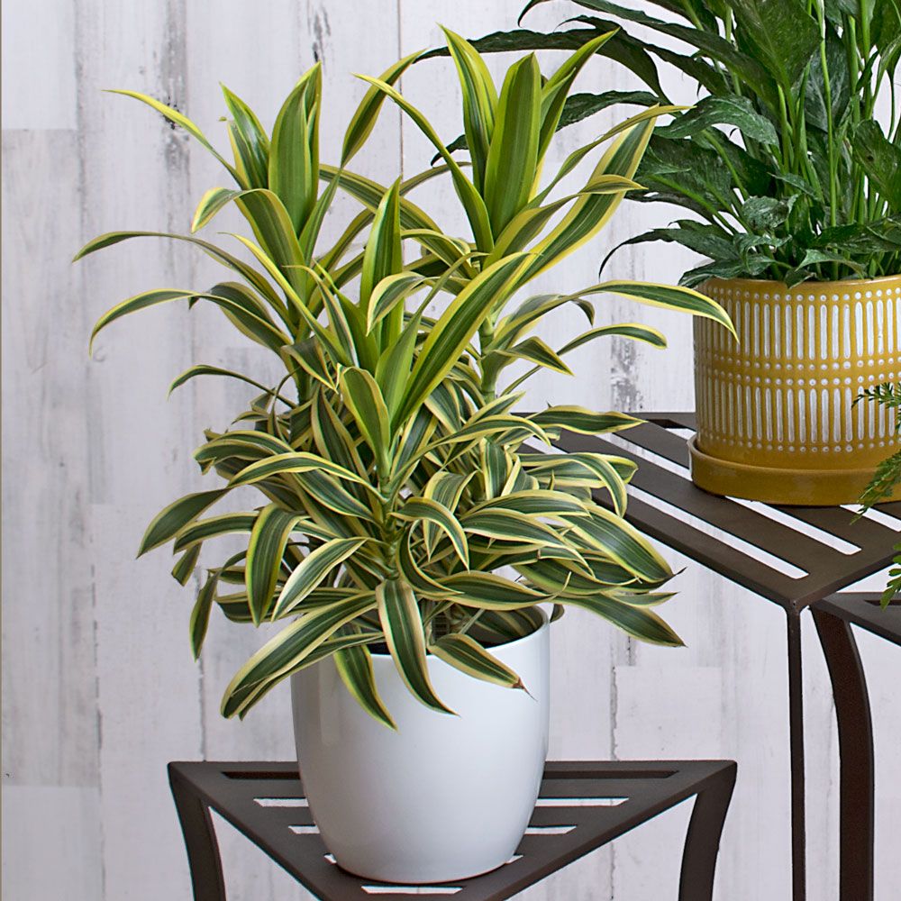 The Best Easy Care Office Plants — Plant Care Tips And