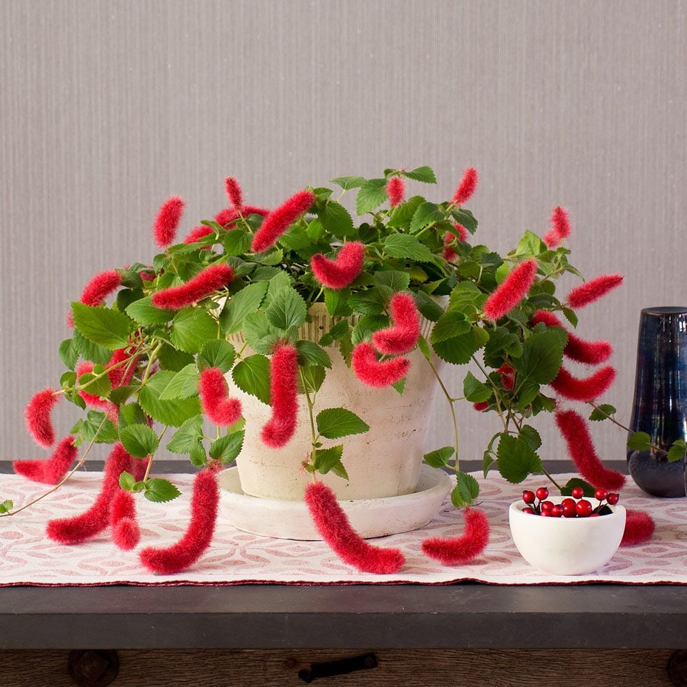 Dwarf Chenille Plant in Farnham Pot and Saucer