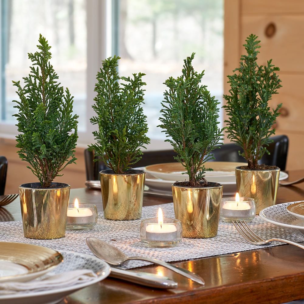 Mini Tabletop Trees in golden glass cachepots, set of 4