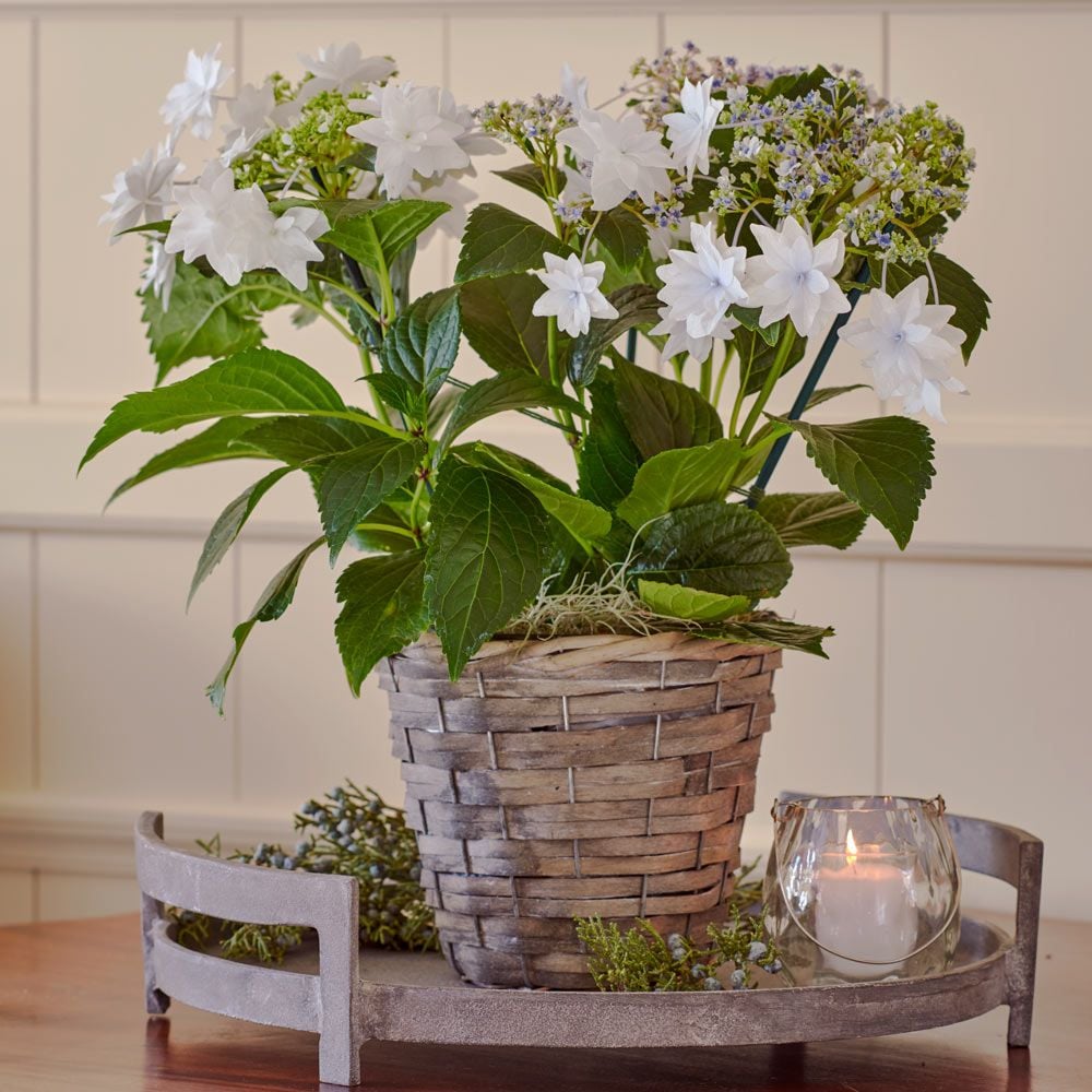 Hydrangea 'Shooting Star' in gray basket