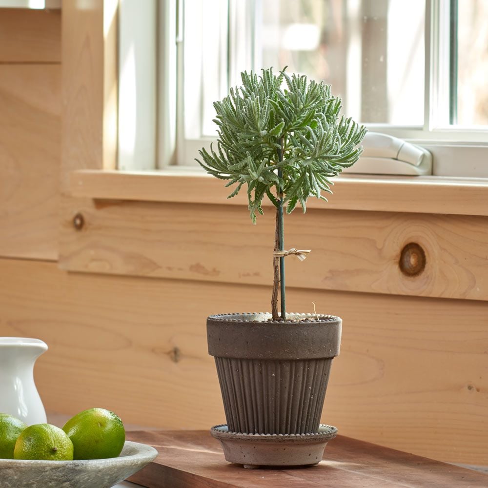 Lavender 'Goodwin Creek Grey' Topiary in Gray Parisian Pot