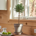  Rosemary Topiary in Gray Parisian Pot
