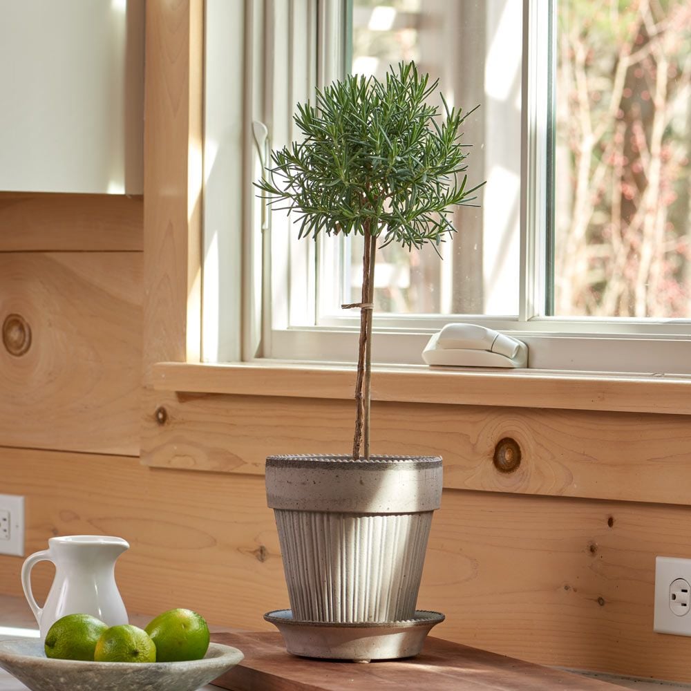 Rosemary Topiary in Gray Parisian Pot