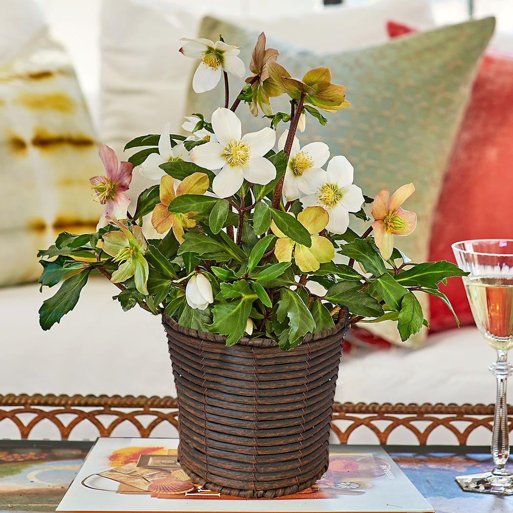 Christmas Rose in basket