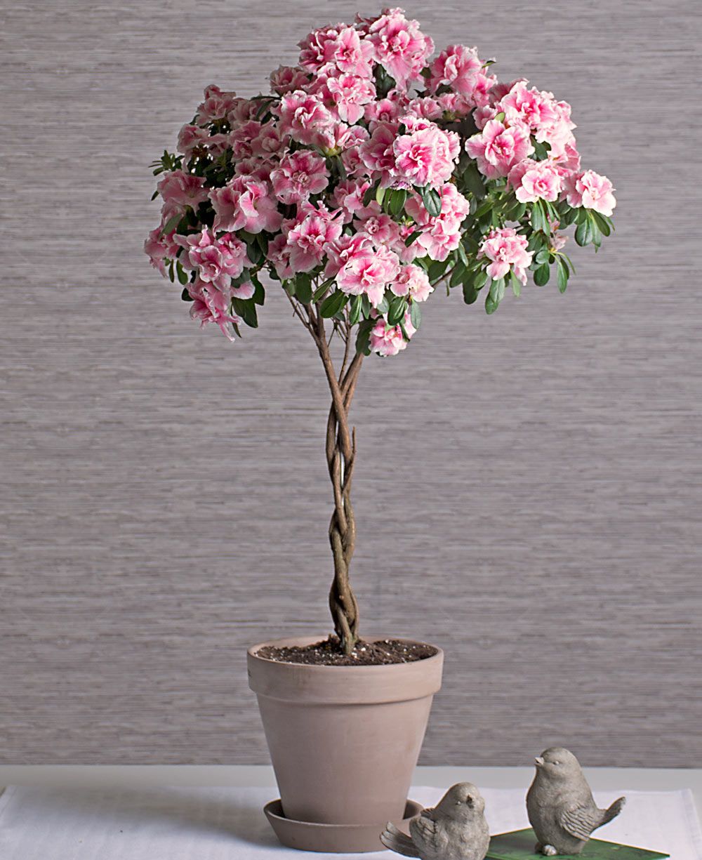 Pink Azalea Topiary in gray clay pot and saucer White Flower Farm