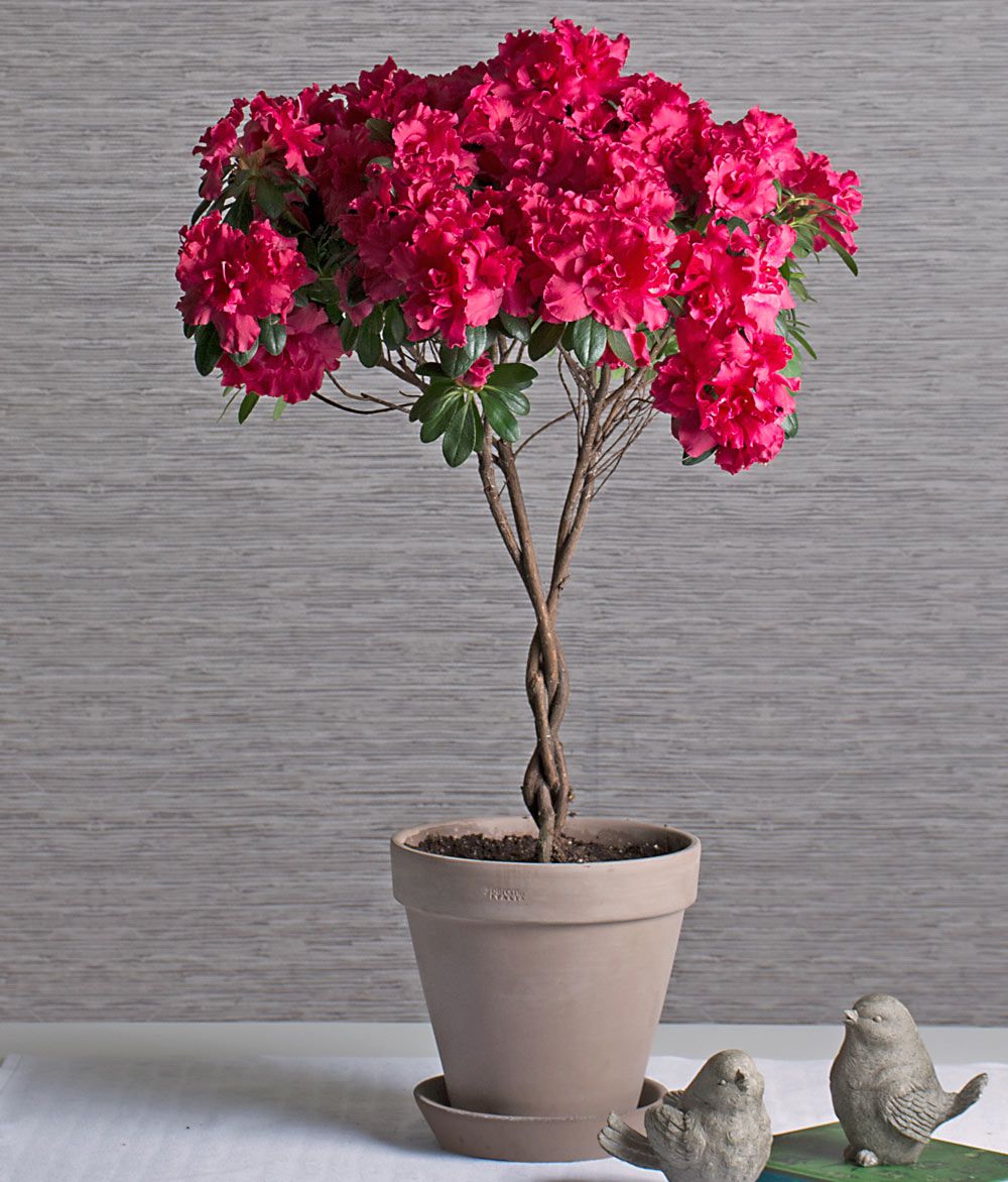 Pink Azalea Topiary in gray clay pot and saucer White Flower Farm