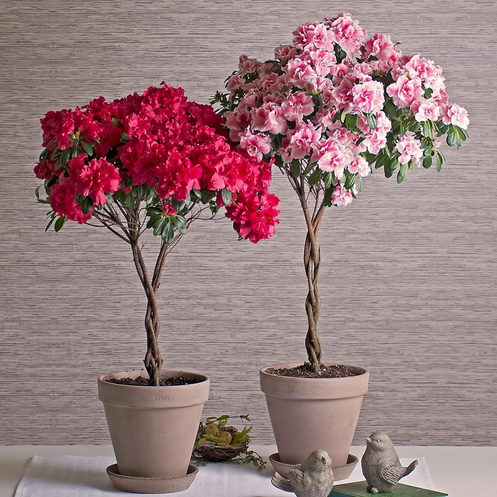 Indoor azalea shop