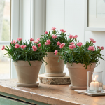 All Indoor Plants