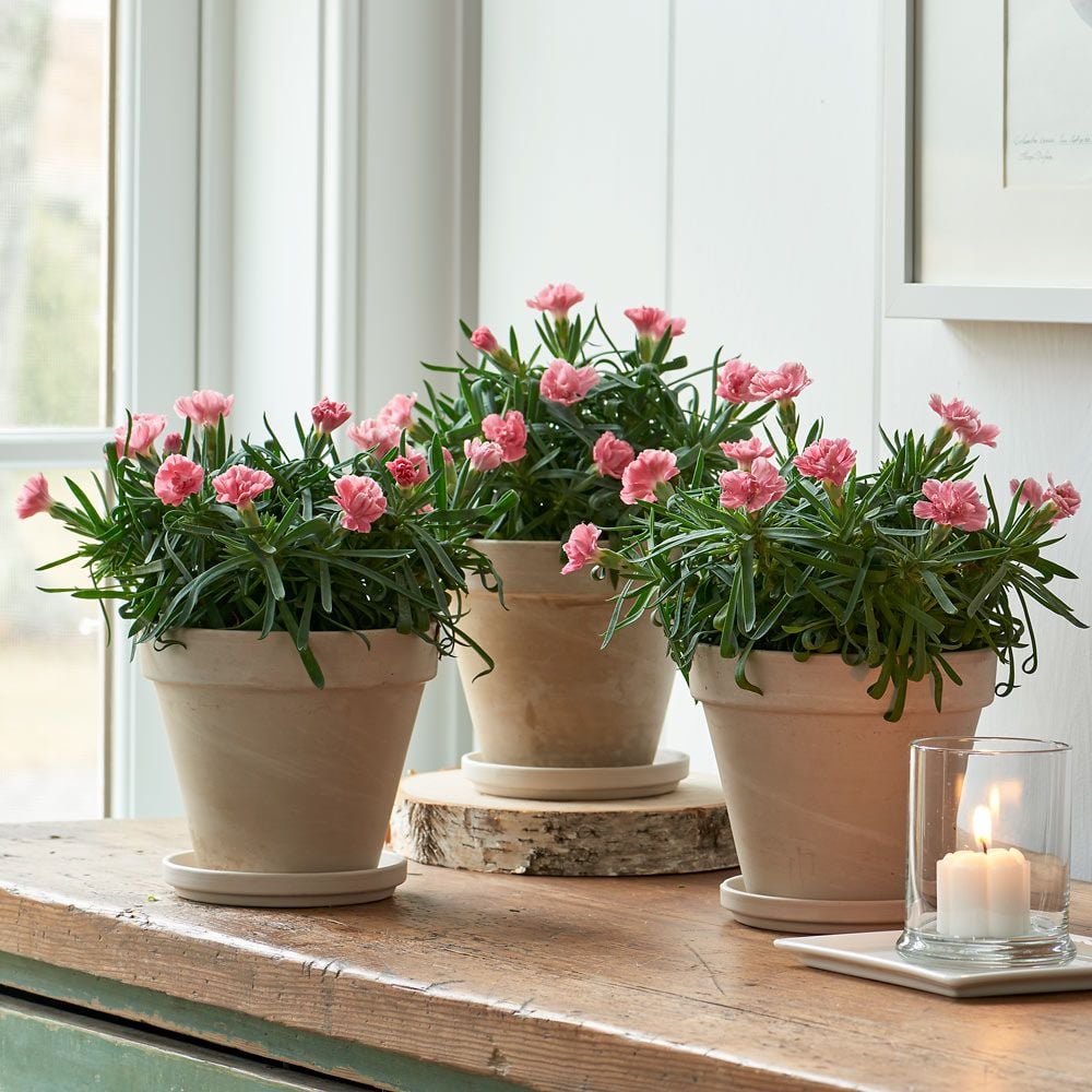 Dianthus 'Little Pink' Trio in clay pots