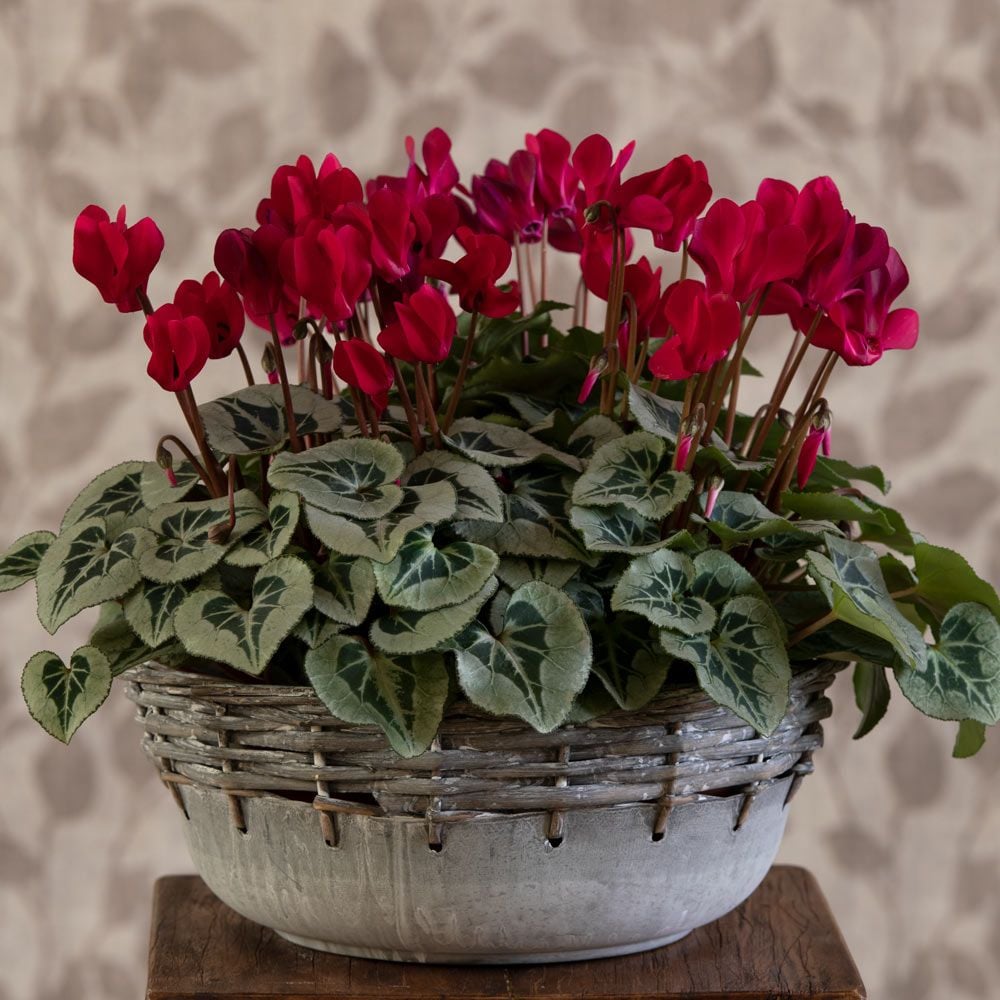 Cyclamen Silverleaf Deep Magenta, 4 pots in metal bowl | White Flower Farm