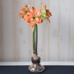  Amaryllis 'Exotic Nymph,' one bulb with Dutch hurricane vase kit