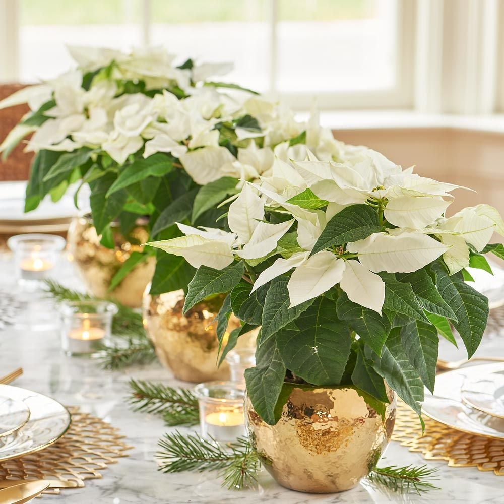 Poinsettia Princettia® Pure White Trio in ceramic cachepots