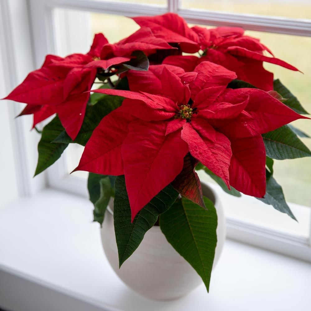 Poinsettia Christmas Wish™ Red in cream ceramic cachepot
