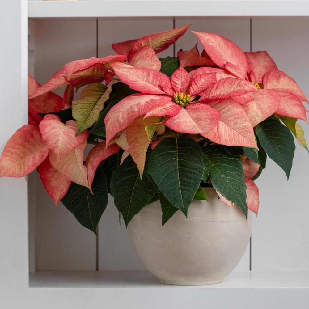 Poinsettia Premium Picasso in cream ceramic cachepot