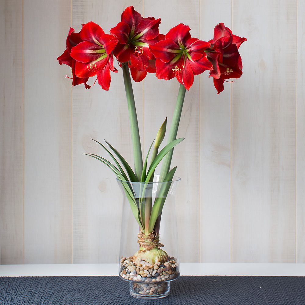 Amaryllis 'Napoli'
