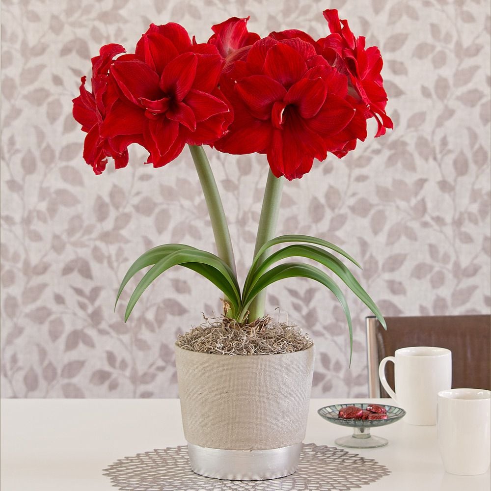 Amaryllis 'Amarantia'