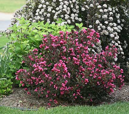 7 Best Weigela Images Garden Shrubs Flowering Shrubs Shrubs