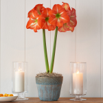  Amaryllis 'Nagano'