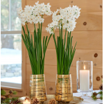  Paperwhite 'Ariel' Kits with gold striped glass vases