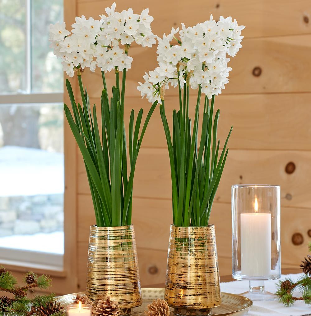 Paperwhite 'Ariel' Kits with gold striped glass vases