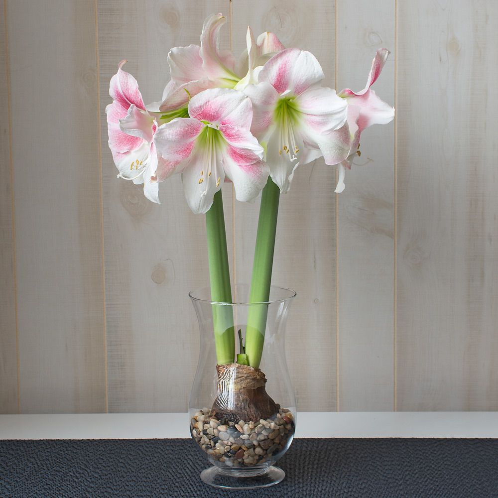 Amaryllis 'Rosy Star'