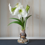  Amaryllis 'Moscow,' one bulb with Dutch hurricane vase kit